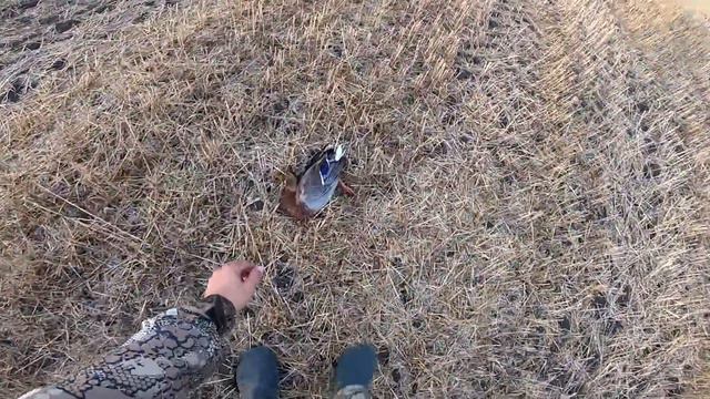 Охота в поле на утку. Утка прет дуром! Охота на полосе. Охота на утку 2022.Охота на утку 2022. смотреть онлайн