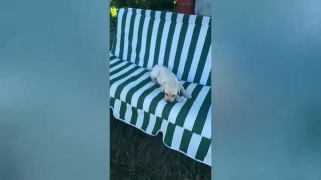 ДАЧНЫЙ VLOG// VLOG : ДВА ДНЯ СО МНОЙ НА ДАЧЕ!! LABRO BAILY смотреть онлайн