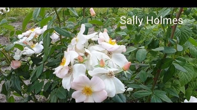 Мои розы-бабочки с простым не махровым цветком. смотреть онлайн