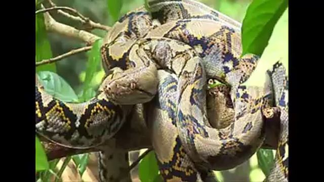 The Reticulated python смотреть онлайн