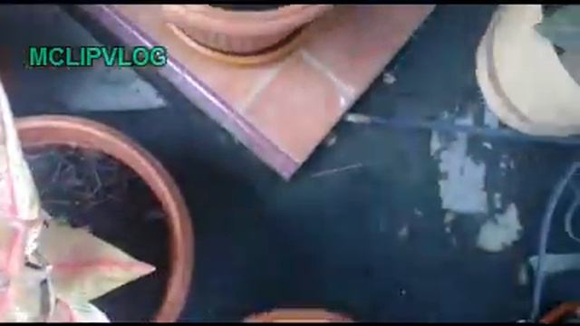 Aglonema Strip Merah, Red Stripped Aglonemae #TanamanHias #aglaonemastripmerah  #VisualisasiTanaman