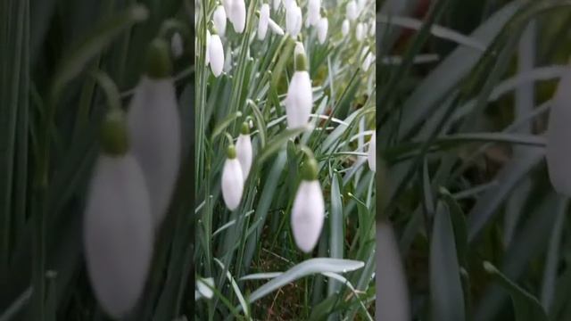 Подснежники. смотреть онлайн