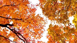 Заклинание для привлечения Счастья в свою Судьбу