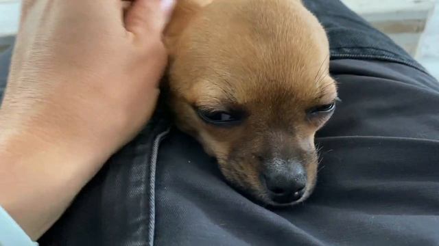 Чихуахуа: самые уютные места для сна. #amydog смотреть онлайн