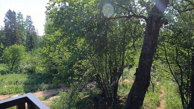 Очередной раз сходили в поход за кислицей.