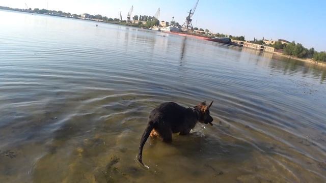 Щенок первый раз на речке. Прикольное видео. смотреть онлайн