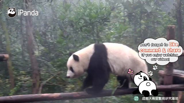 Абсурдное поведение панды смотреть онлайн