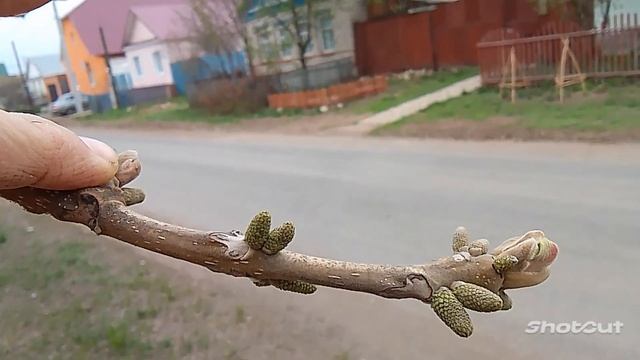 Орех маньчжурский смотреть онлайн