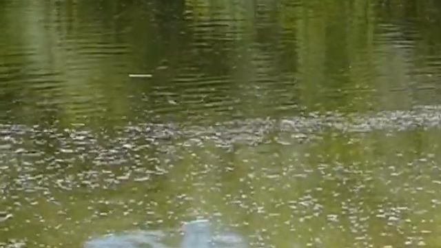 2013-05-09 Аппендицит (видео-зарисовка)