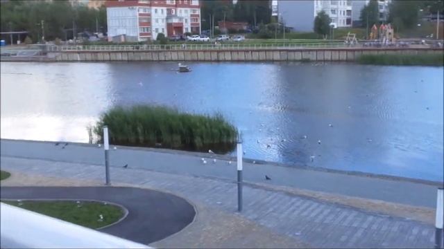 Короче говоря УЧУСЬ КАТАТЬСЯ НА ВЕЛОСИПЕДЕ \Чайки атакуют \Новый самокат смотреть онлайн