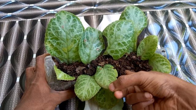 How To Make Leaves Root | Propagate The Episcia Plant | Time Farming | Kannur