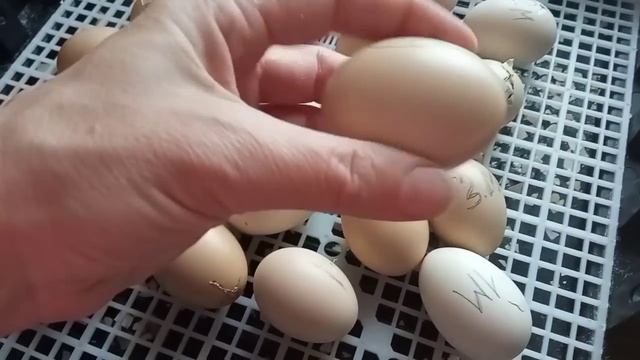 Вылупление цыплят на 21 день инкубации в пластиковом инкубаторе. Результат. Довольна ли я инкубацие смотреть онлайн
