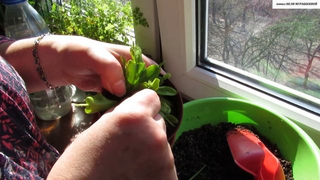 ЧЕРЕНКУЕМ МУХОЛОВКУ ЦВЕТОНОСАМИ. Как правильно ПРИГОТОВИТЬ ГРУНТ для черенкования? смотреть онлайн