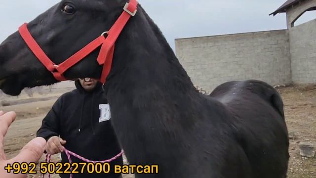 Тойхои Наими Эгилик худи хозир ба фуруш баромад. Дар шахри Хучанд смотреть онлайн