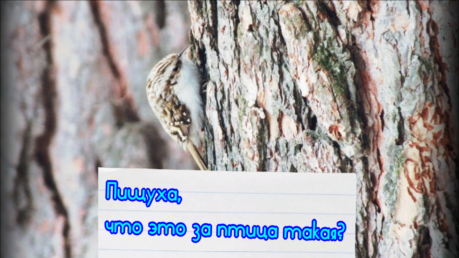 Пищуха - что это за птица? смотреть онлайн