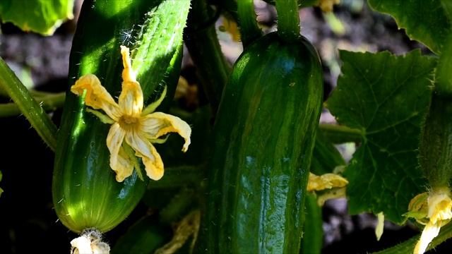 Полила огурцы этим и за ночь наросло 9 вёдер огурцов смотреть онлайн