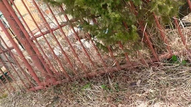 Где поймать ПРЫТКОЮ ЯЩЕРИЦУ.... смотреть онлайн