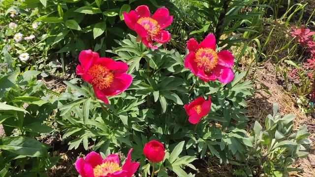 Ранние пионы Early Scout смотреть онлайн