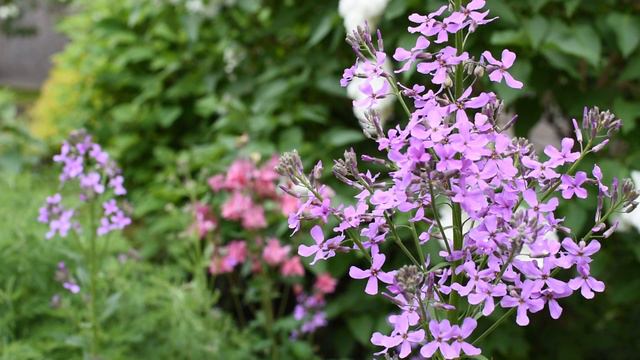 ФИАЛКА САДОВАЯ Футаж смотреть онлайн