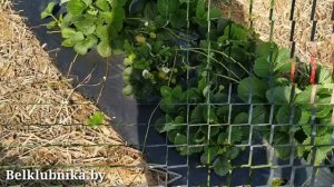 Сорт клубники Сельва ? НСД. Belklubnika.by (1).mp4