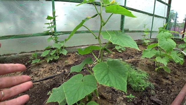 О чём сигналит огурец? смотреть онлайн