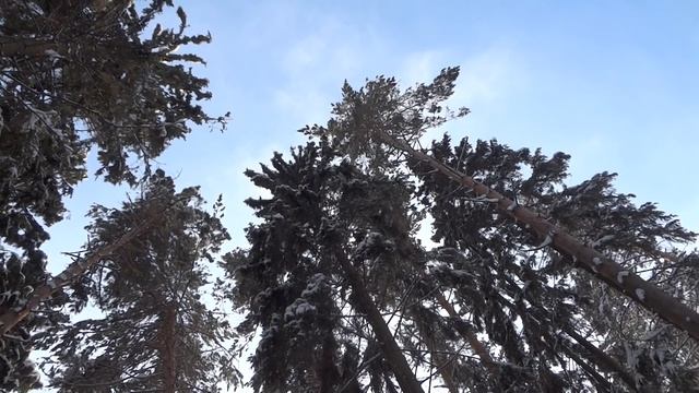 На сову орут сойки и поползни. Что такое моббинг? Что делать, если вороны гоняют хищника? смотреть онлайн