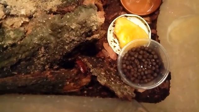Periplaneta americana colony (American cockroach) смотреть онлайн