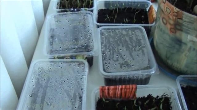 Хрустящие дранники на скорую руку Обзор рассады на 4 апреля,что с клещевиной смотреть онлайн