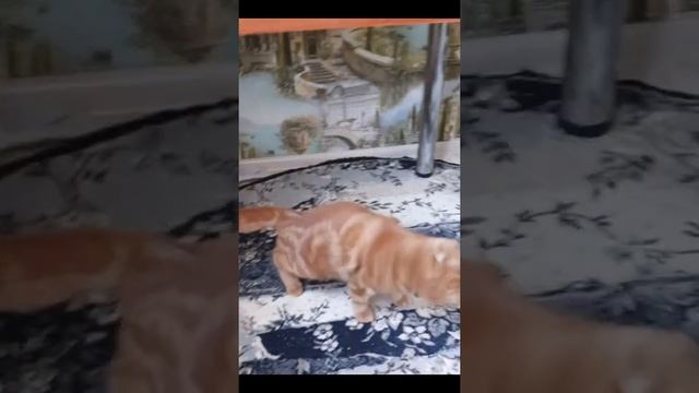 Знакомство с котом-Вязка смотреть онлайн