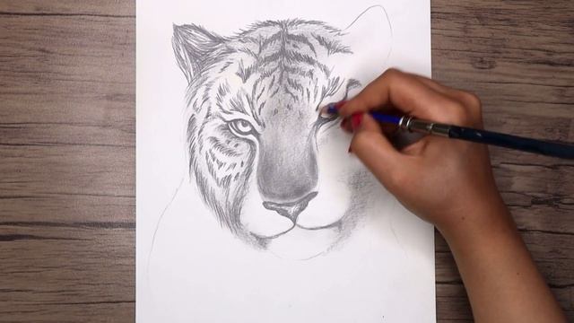 How to Draw a Realistic Tiger Head | Tiger Face Drawing Step by Step смотреть онлайн