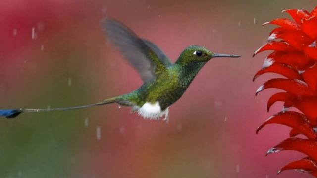 6 сентября / Какая птичка самая маленькая? смотреть онлайн