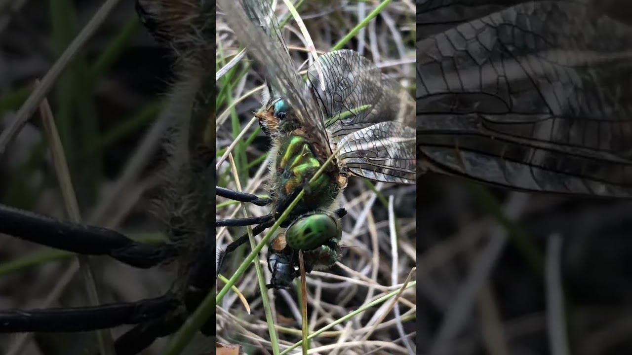 стрекоза съедает муху / dragonfly eats a fly смотреть онлайн
