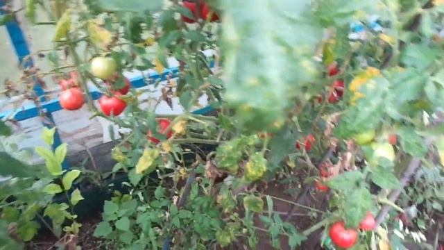Помидоры в теплице и перец уже стоит красный.