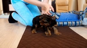 Как приучить щенка к пеленке / Питомник йоркширских терьеров / Щенок йорка