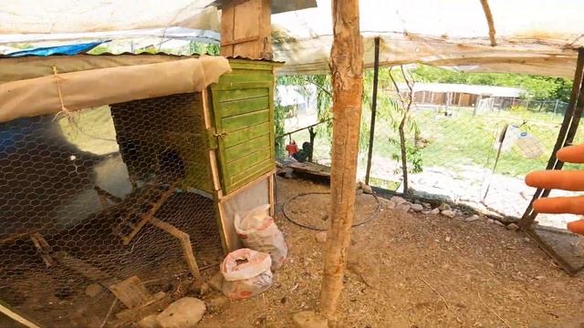 Almanya'dan hediye geldi ! keklik yavruları çıktı -tavşanların kümesini düzenledim -Yumurta Toplama смотреть онлайн