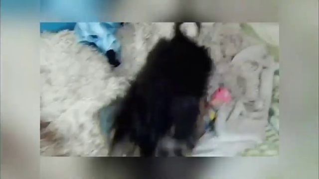 Мальтипу йорк Лилу (чистим зубки, тихие советы, сумки переноски) смотреть онлайн