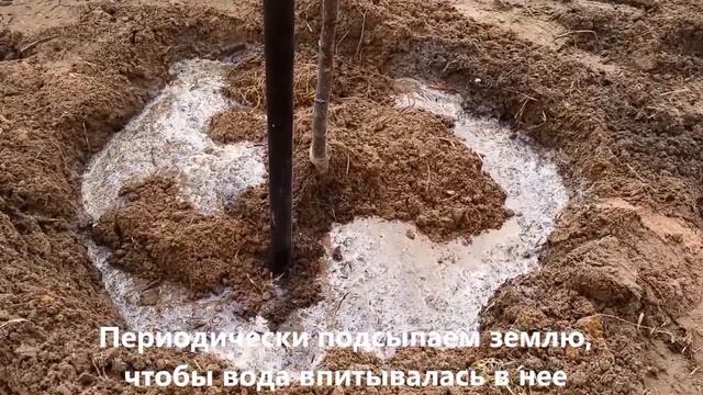 Как посадить дерево. Яблоня Малиновка. Apple iTree смотреть онлайн