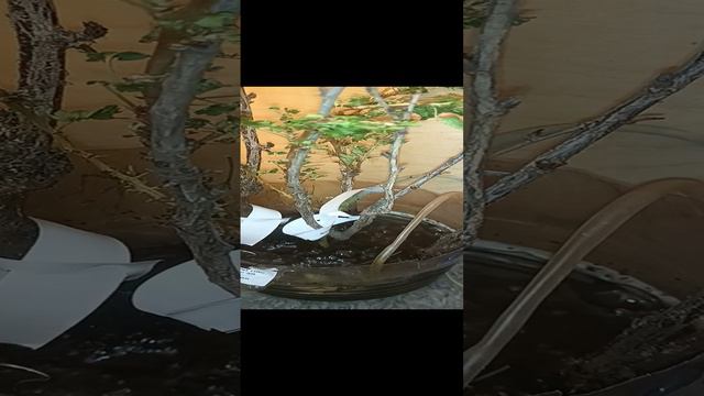 Саженцы крыжовника с Озона (отзыв) Название магазинов на Озоне "Декор Дачи" и " Сад" смотреть онлайн