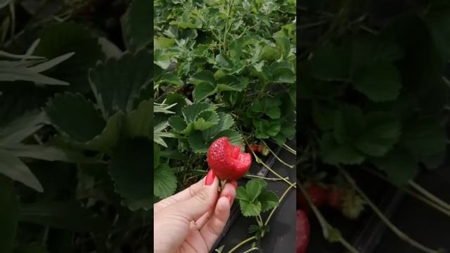 Сорт Клубники Флоренс