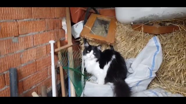 Ейск?Купили 7 месячных кур-несушек "Адлер серебристый".Похолодало)). смотреть онлайн