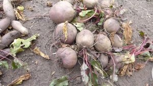 Свекла Карилон и Детройт сезон 2022.