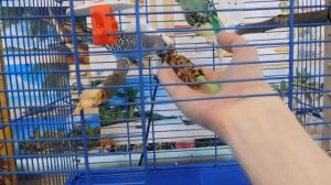 Уход и дрессировка волнистых попугаев.