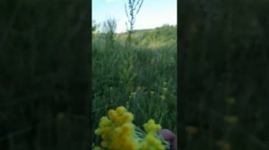 Это Растение Защитит От Смерти!Самая Сильная трава для Печени и Желчного!