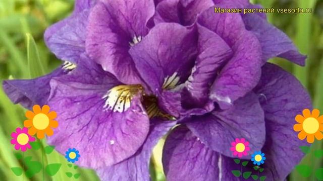 Ирис сибирский Безумная идея. Краткий обзор, описание характеристик iris sibirica Tumble Bug (SIB) смотреть онлайн