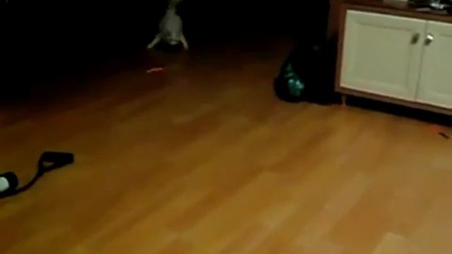 Котэ и лазер и скользкий пол смотреть онлайн