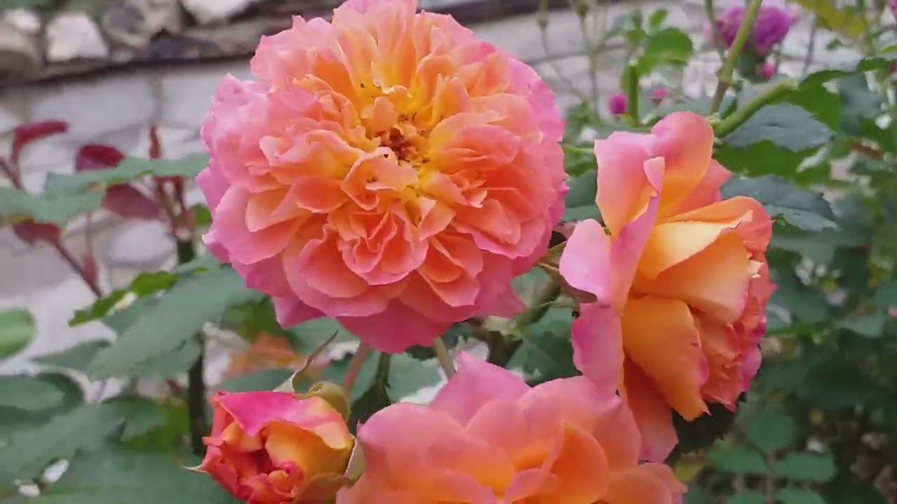 Две розы с ОЧЕНЬ раскидистыми кустами смотреть онлайн