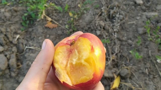 фаярд, Роял ли, Посол мира смотреть онлайн