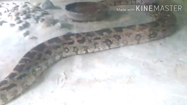 #Lucknow Zoo #Cobra #Python смотреть онлайн