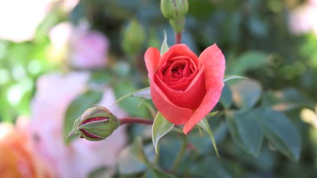 Photos - Canon EOS 1000D смотреть онлайн