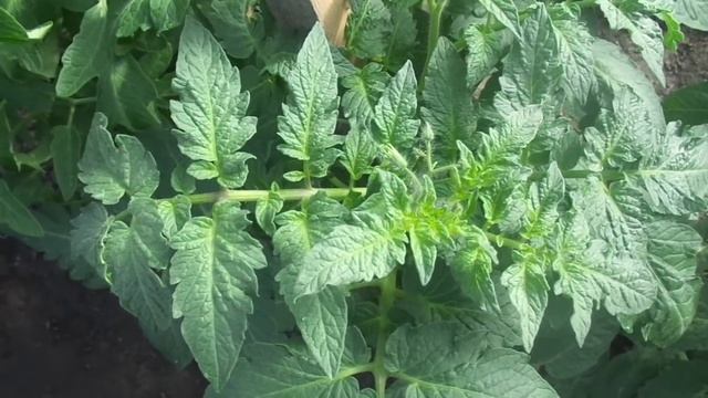 ЖИРОВАНИЕ ТОМАТОВ - ОТЧЕГО ВОЗНИКАЕТ И КАК ОСТАНОВИТЬ. Ольга Чернова.